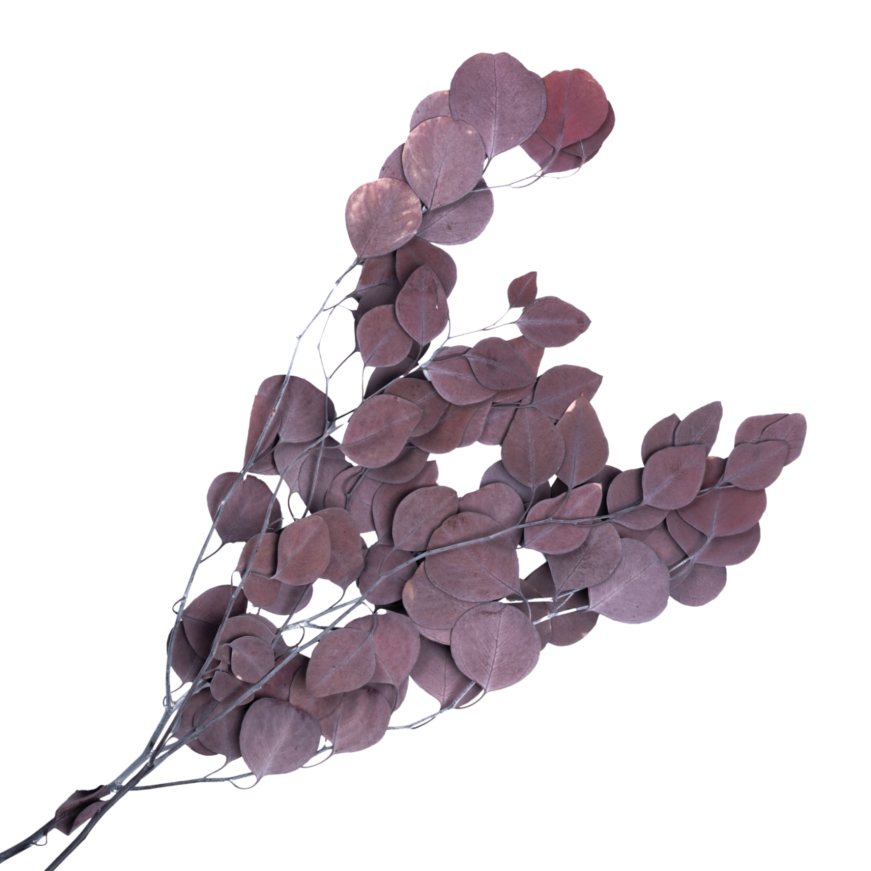 Preserved eucalyptus apple leaf bundle